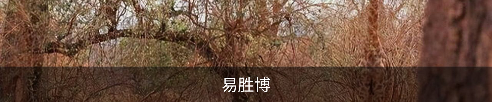 易胜博
